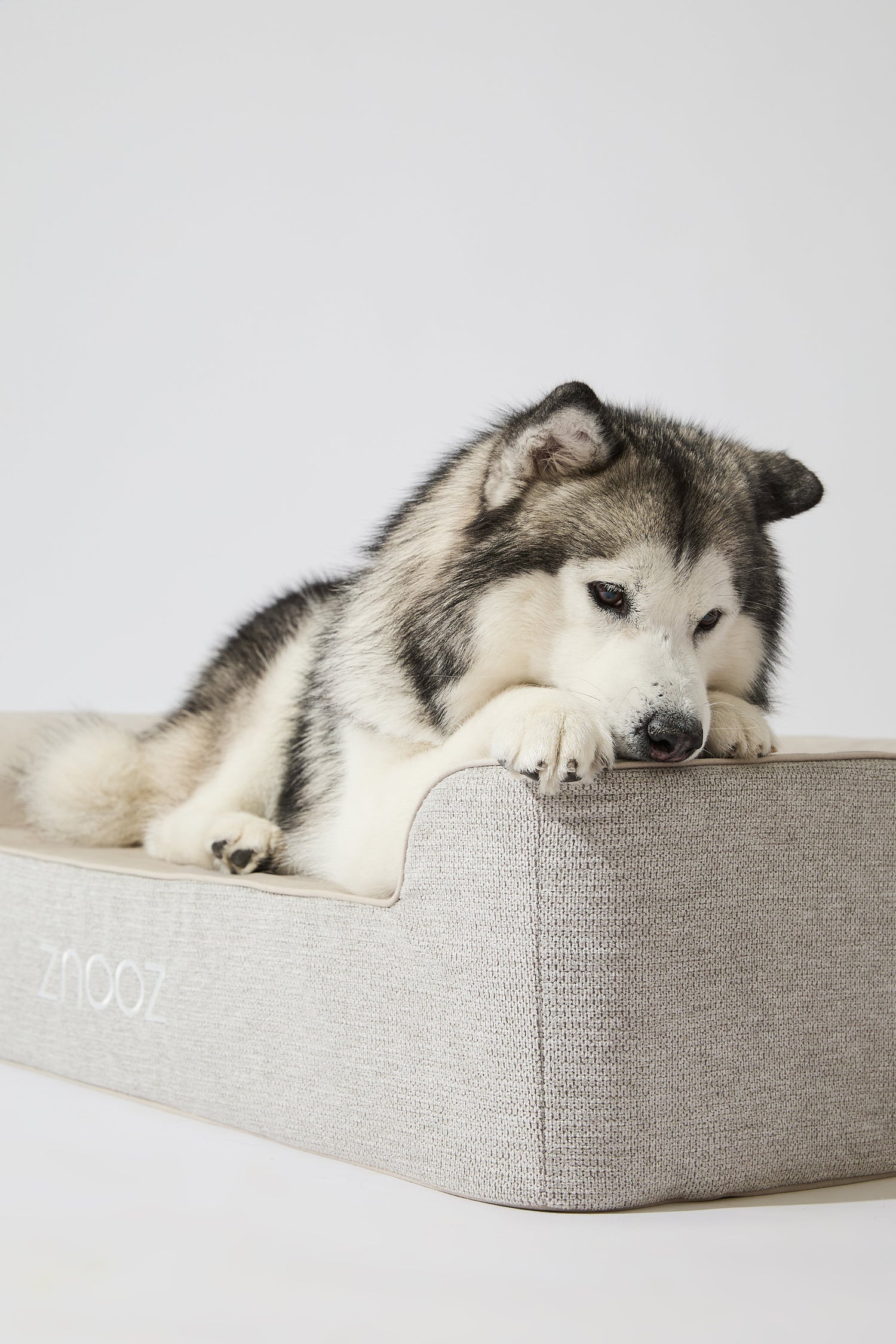 Why Choosing a True Waterproof Dog Bed Matters for Your Furry Friend