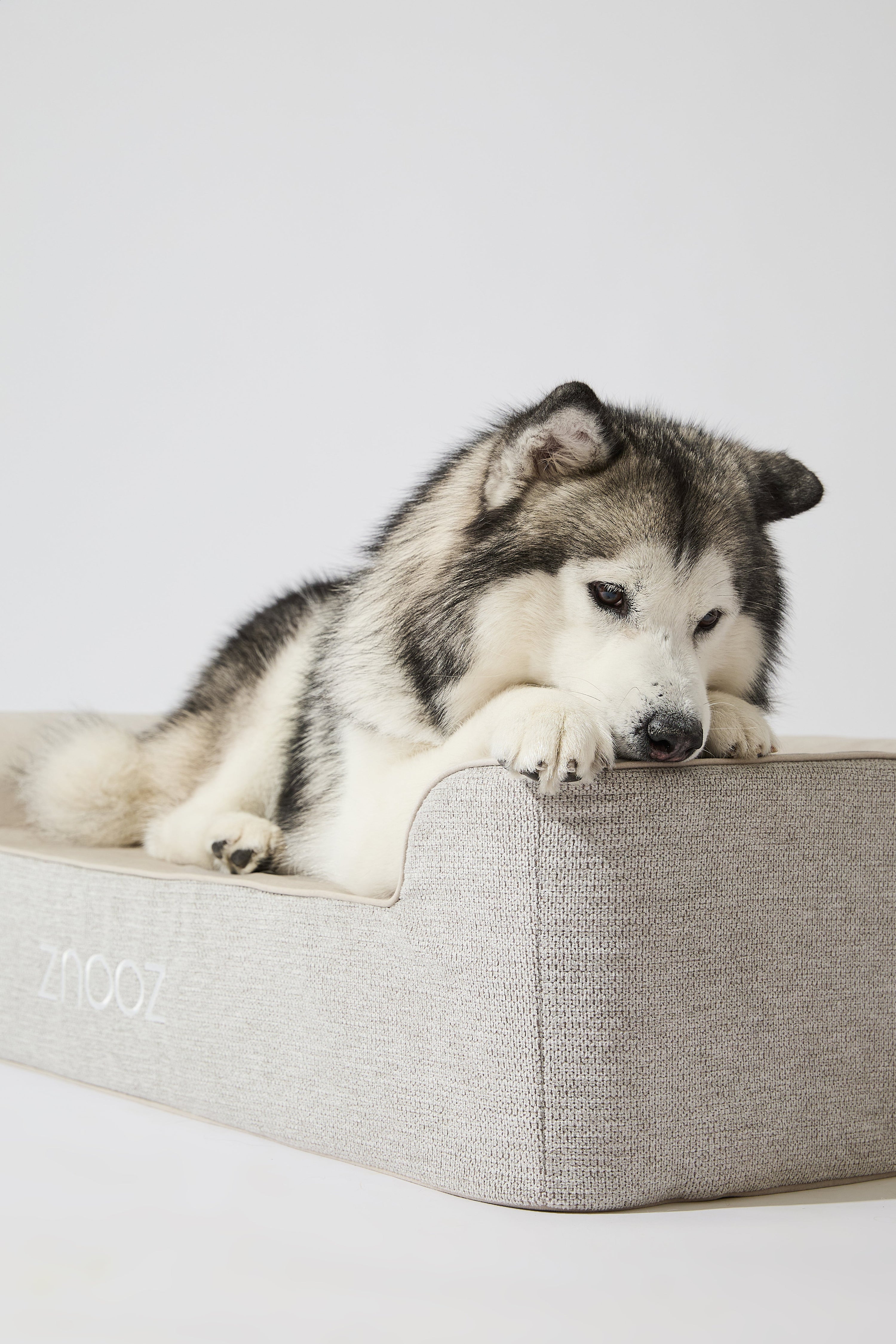 Why Choosing a True Waterproof Dog Bed Matters for Your Furry Friend